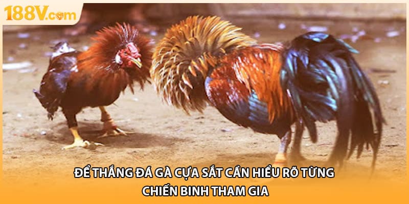 Để thắng đá gà cựa sắt cần hiểu rõ từng chiến binh tham gia